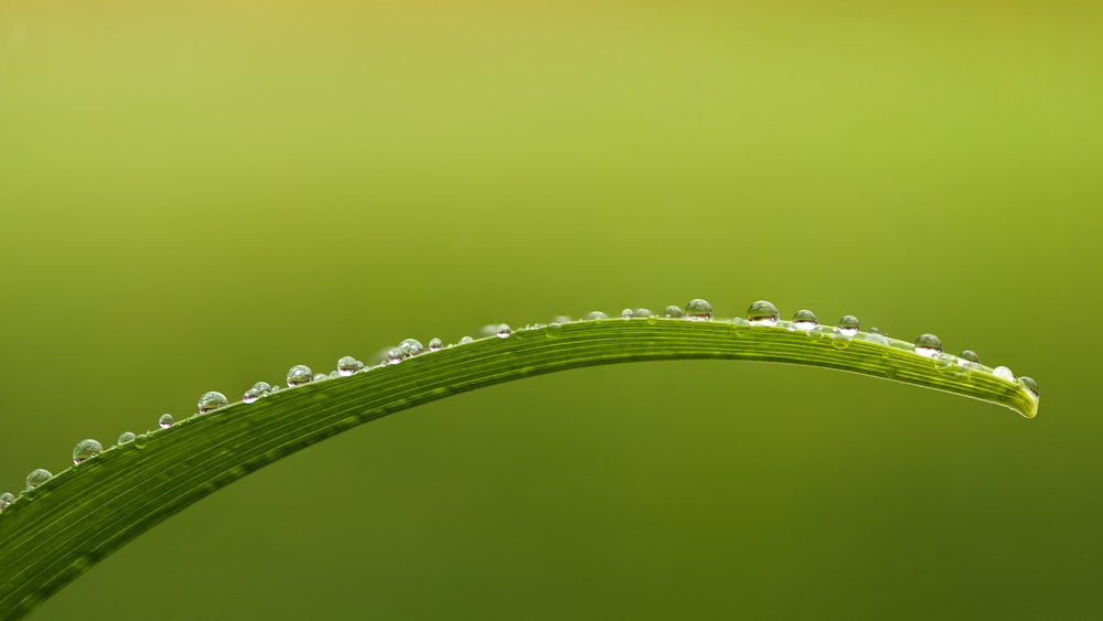 a close-up of a green stem with white buds