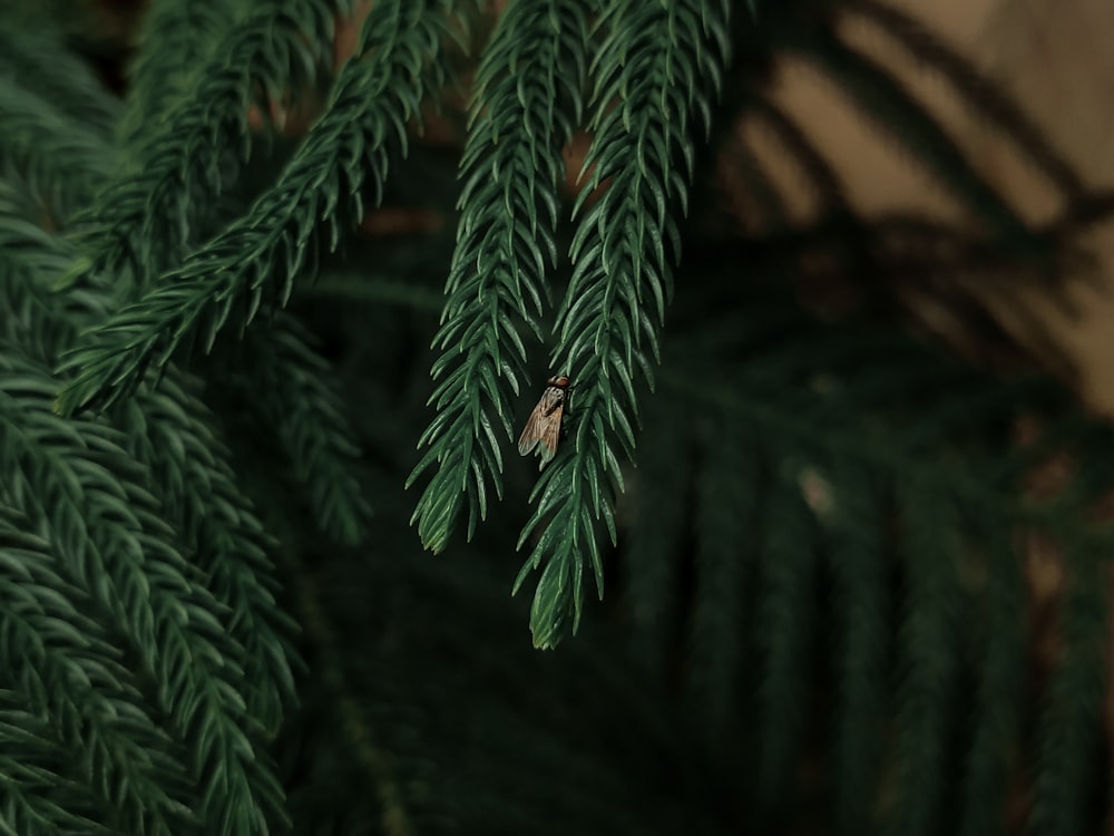 a close up of a pine tree