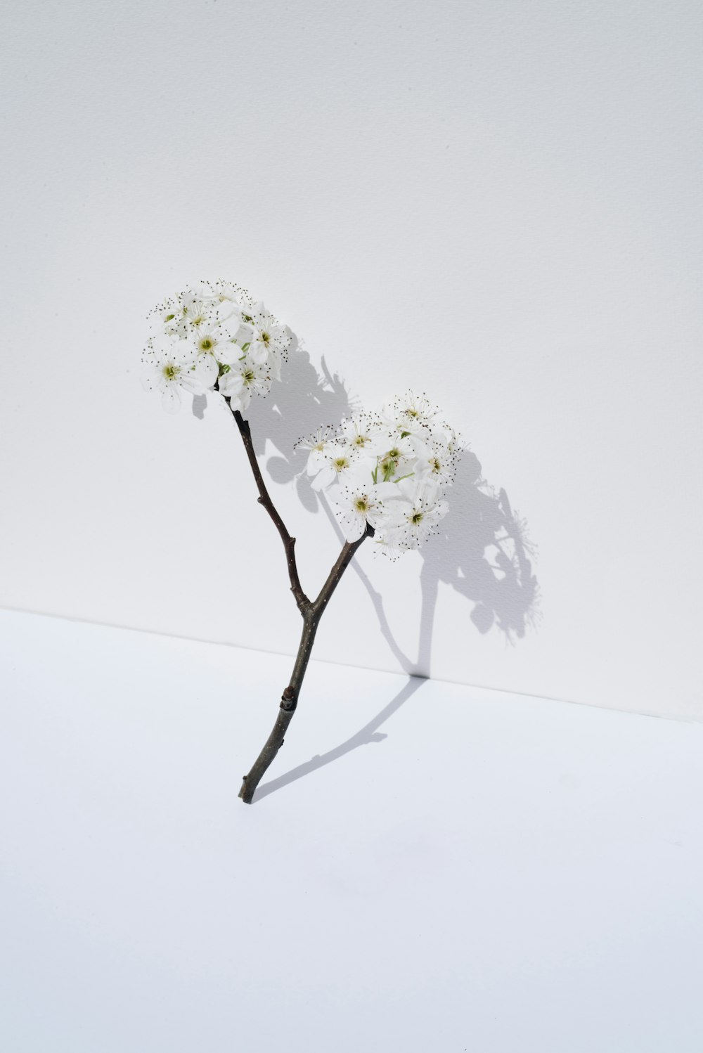 a white flower on a stem