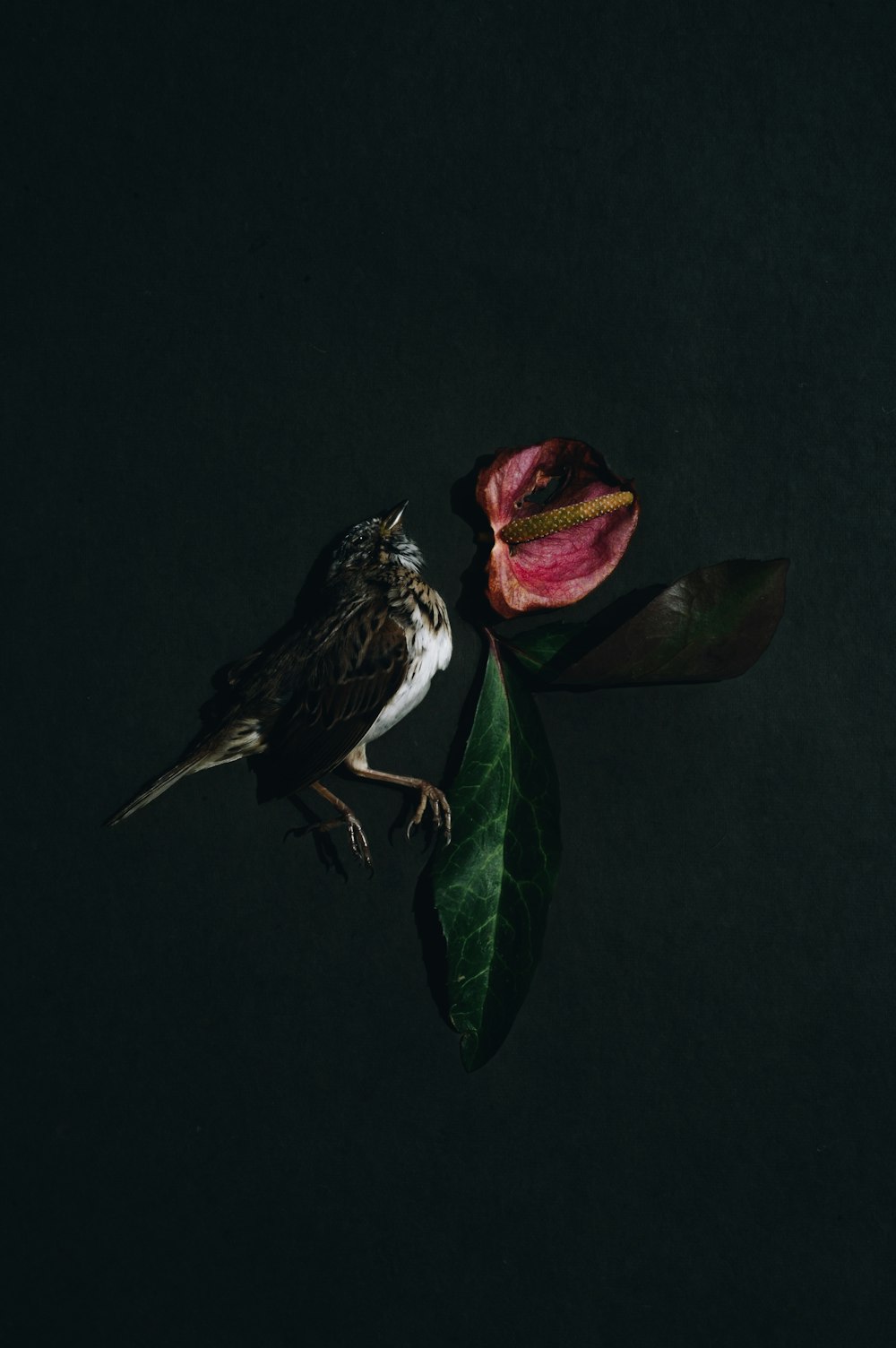 a bird with a rose
