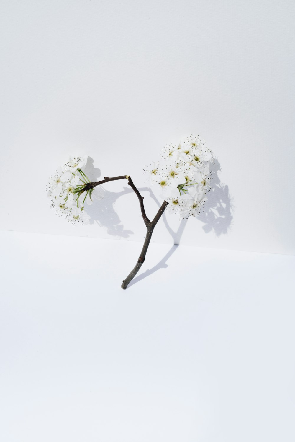 a branch with flowers on it