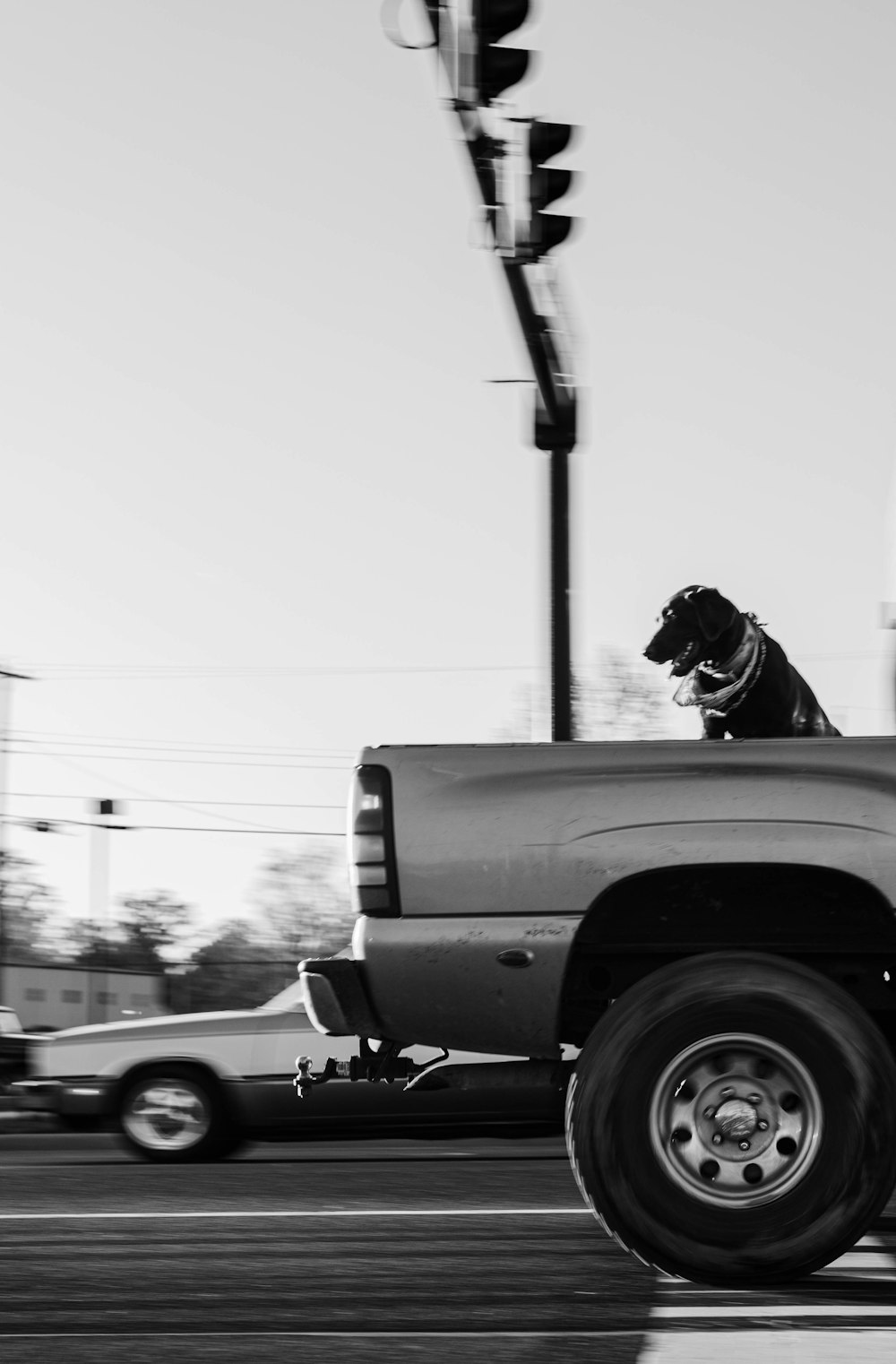 a dog on the back of a truck
