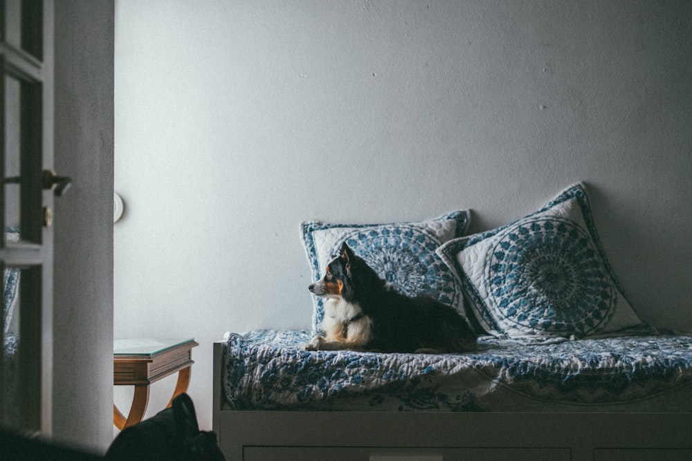 a dog and a cat sitting on a bed