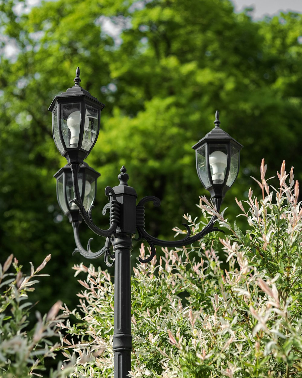 a couple of street lamps