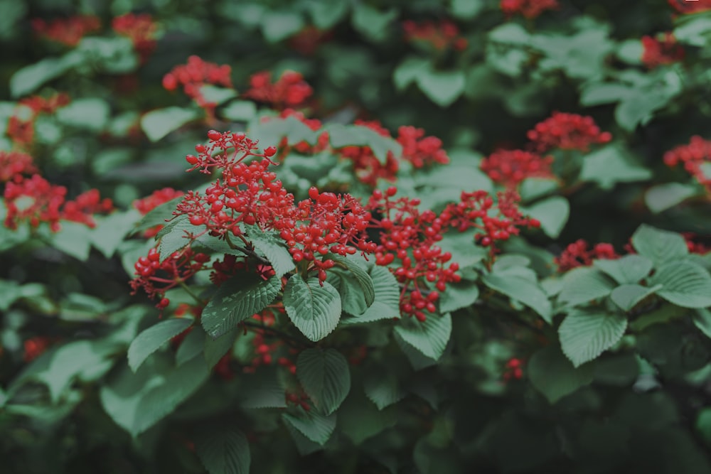 a bush with red berries