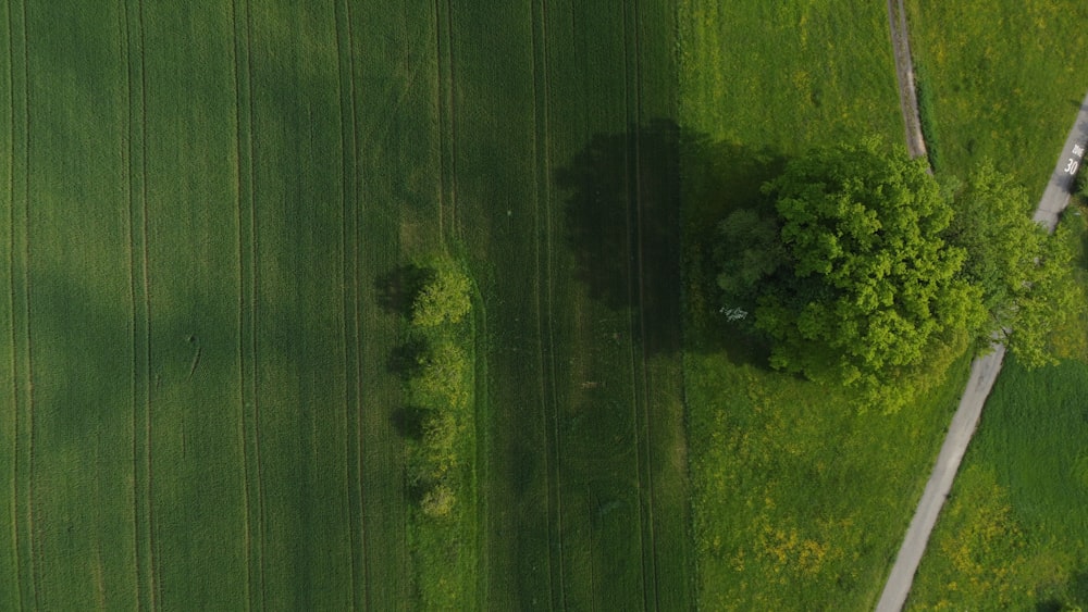 a green field with trees