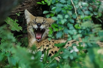 A wild cat with distinctive spotted fur is captured mid-yawn or perhaps growling, showing its sharp teeth. It is surrounded by lush green foliage that partially obscures the view, creating a natural and somewhat secluded setting.