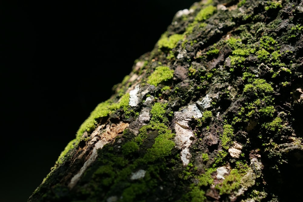 um close-up de uma rocha musgosa