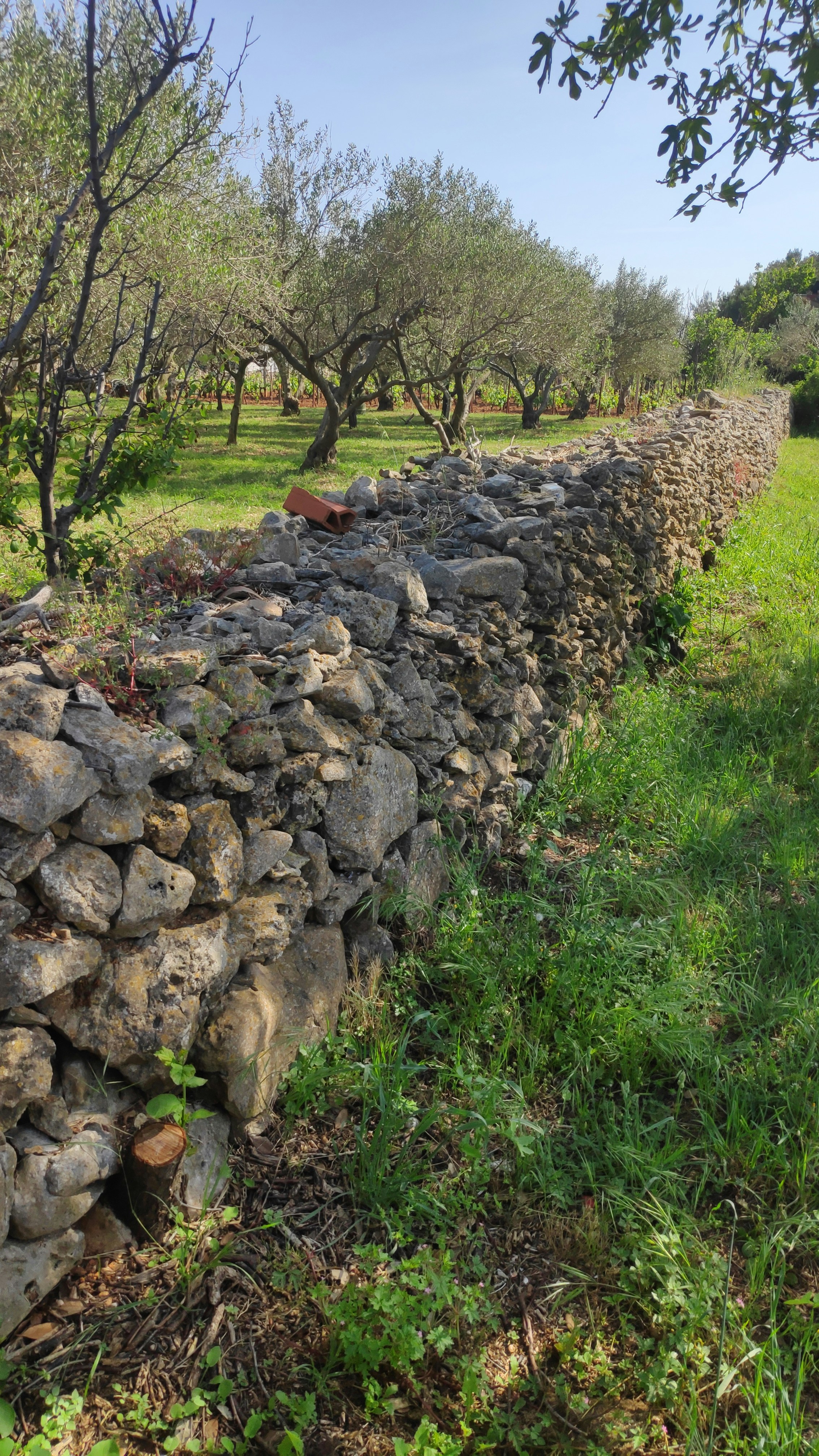 Olive grove in Provence, silver-green leaves, bright Mediterranean sunlight, stone wall