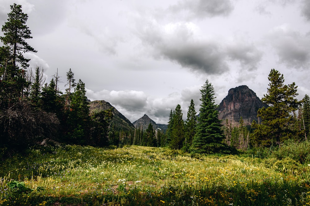 a grassy area with trees and mountains in the background