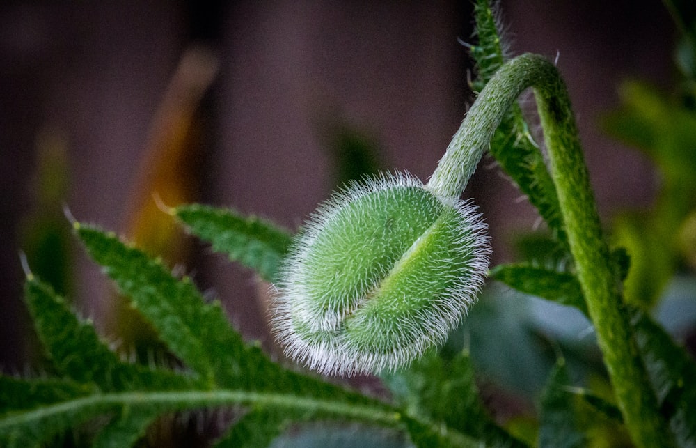 a close up of a leaf