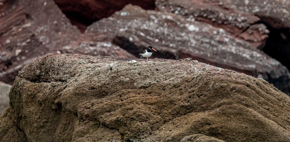 a bird standing on a rock