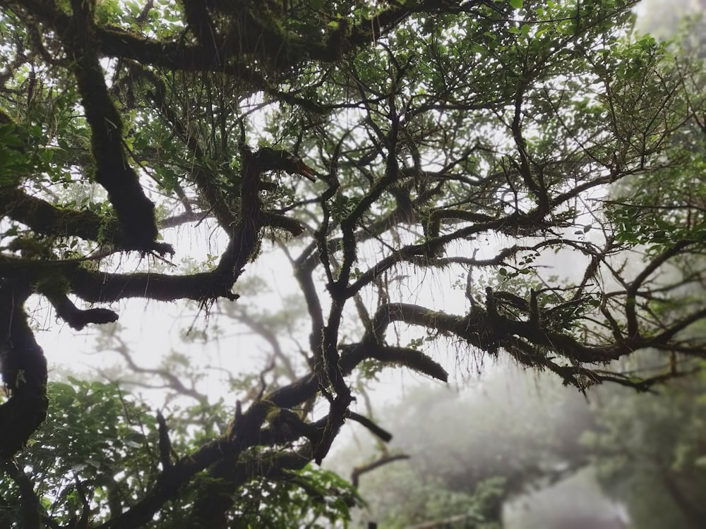 looking up at a tree with many branches and leaves