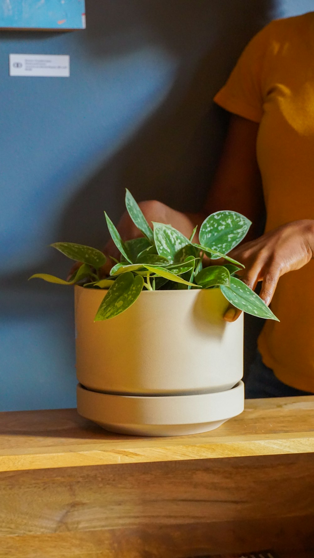 a potted plant on a table