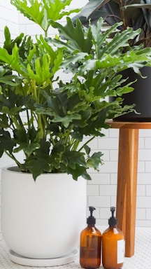 Lush green foliage fills a white planter, complemented by a smaller black pot on a wooden stand. Two amber-colored bottles with pumps are positioned on the floor, set against a backdrop of white subway tile for a minimalist aesthetic.