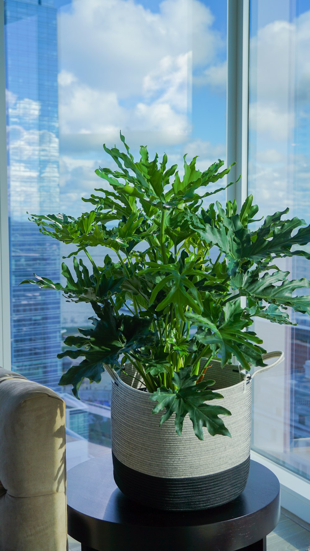 a potted plant on a table