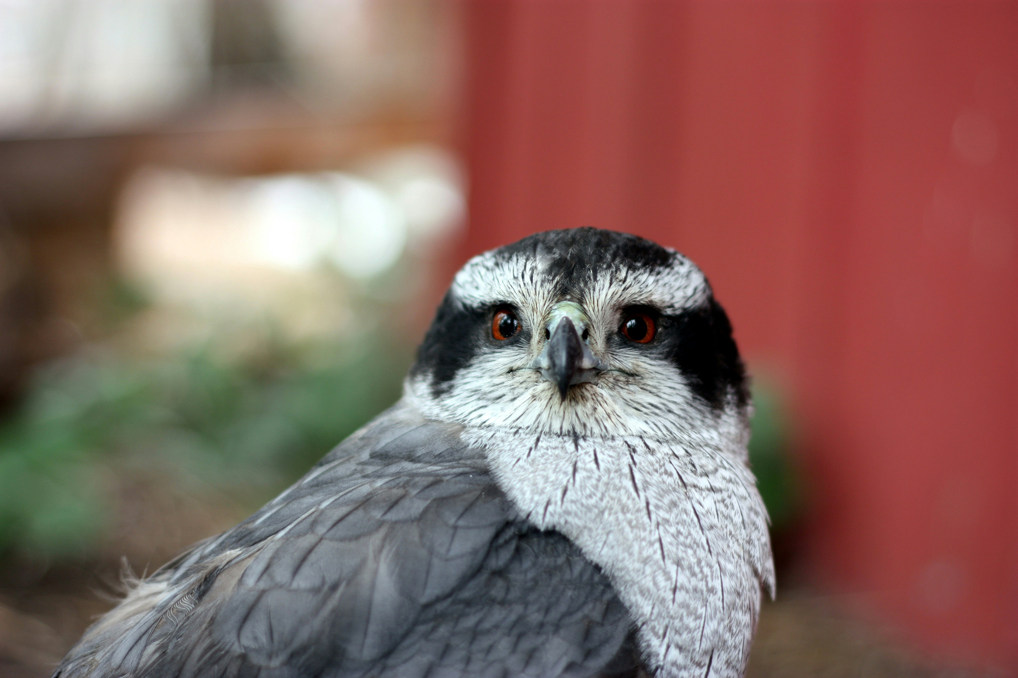 Un oiseau aux yeux orange