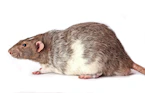 a rodent with a white background
