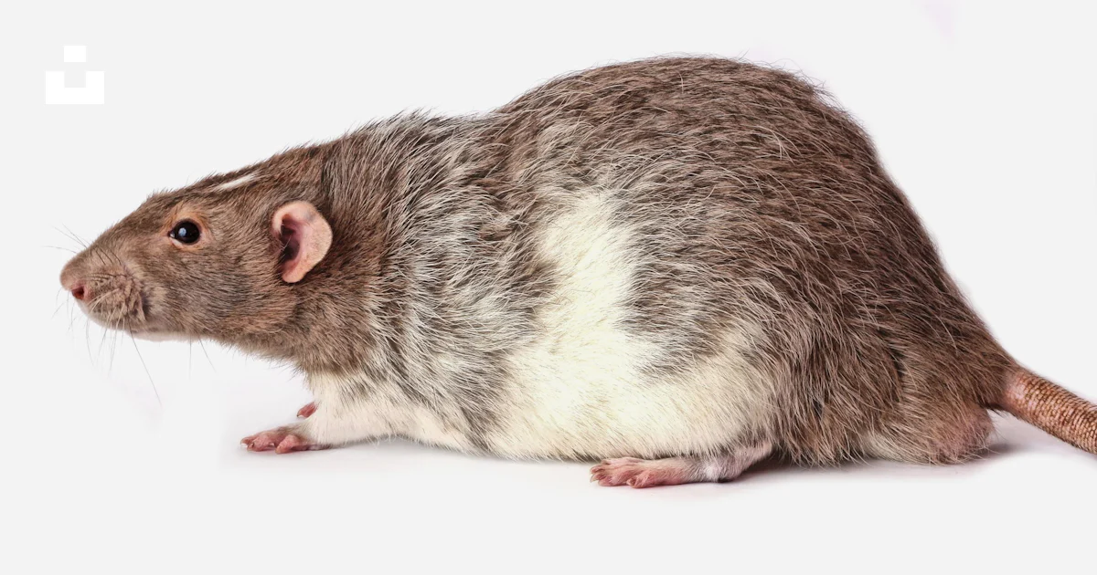 A rodent with a white background photo – Free Animal Image on Unsplash
