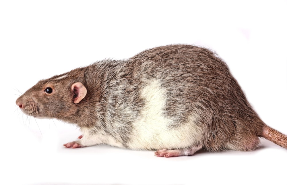 a rodent with a white background