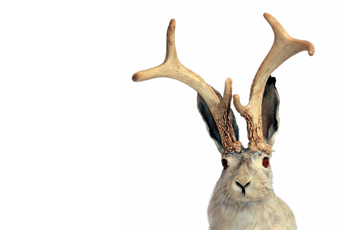 a bird with a large antlers,