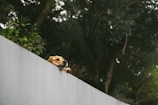 A gentle golden retriever resting peacefully under a blooming dogwood tree in the sanctuary.
