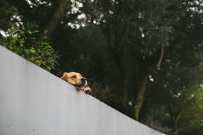 A gentle golden retriever resting peacefully under a blooming dogwood tree in the sanctuary.