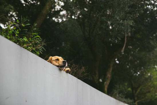 A serene image of a healthy golden retriever resting peacefully in a sunlit room filled with greenery.