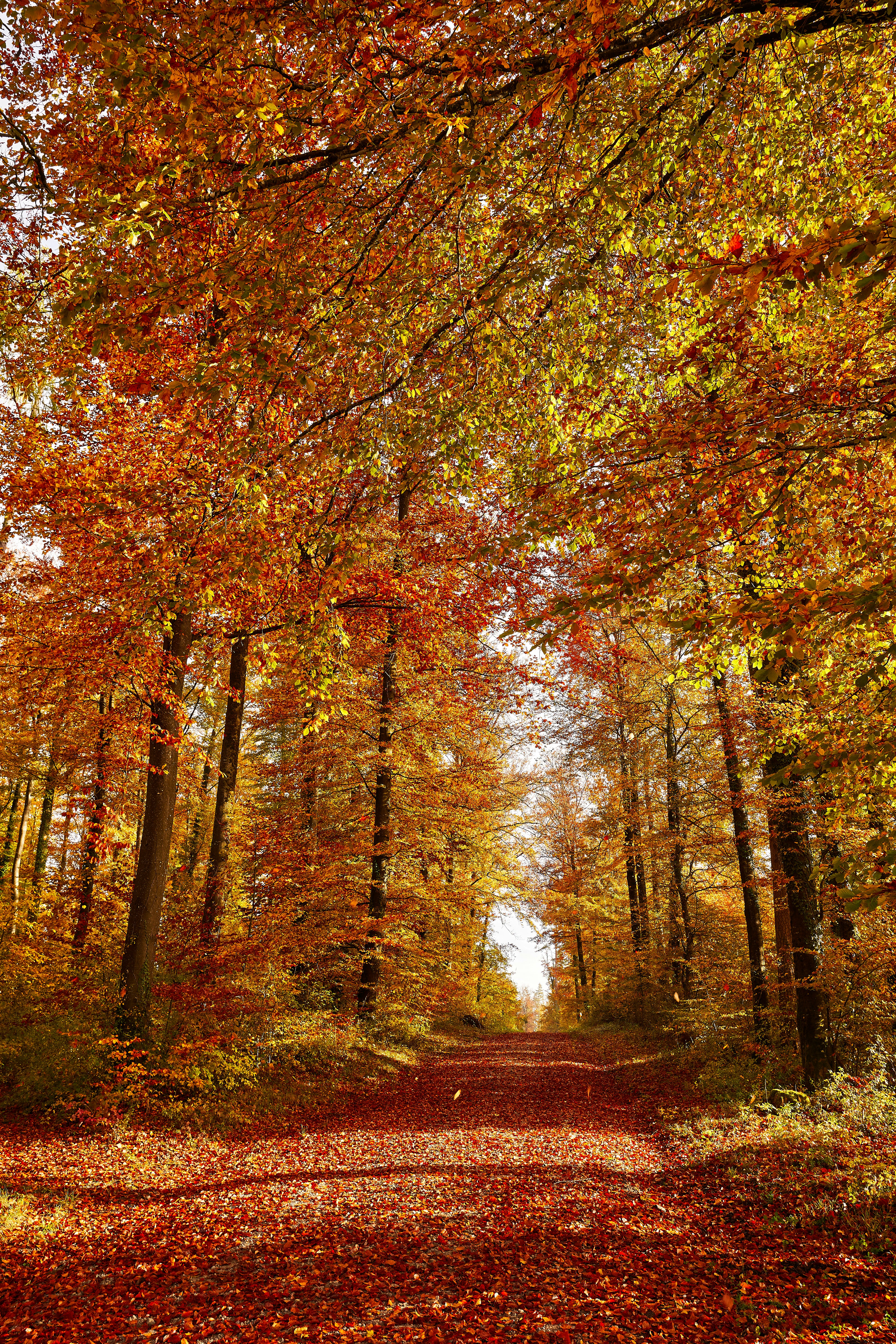 Photo by wolfgang_hasselmann