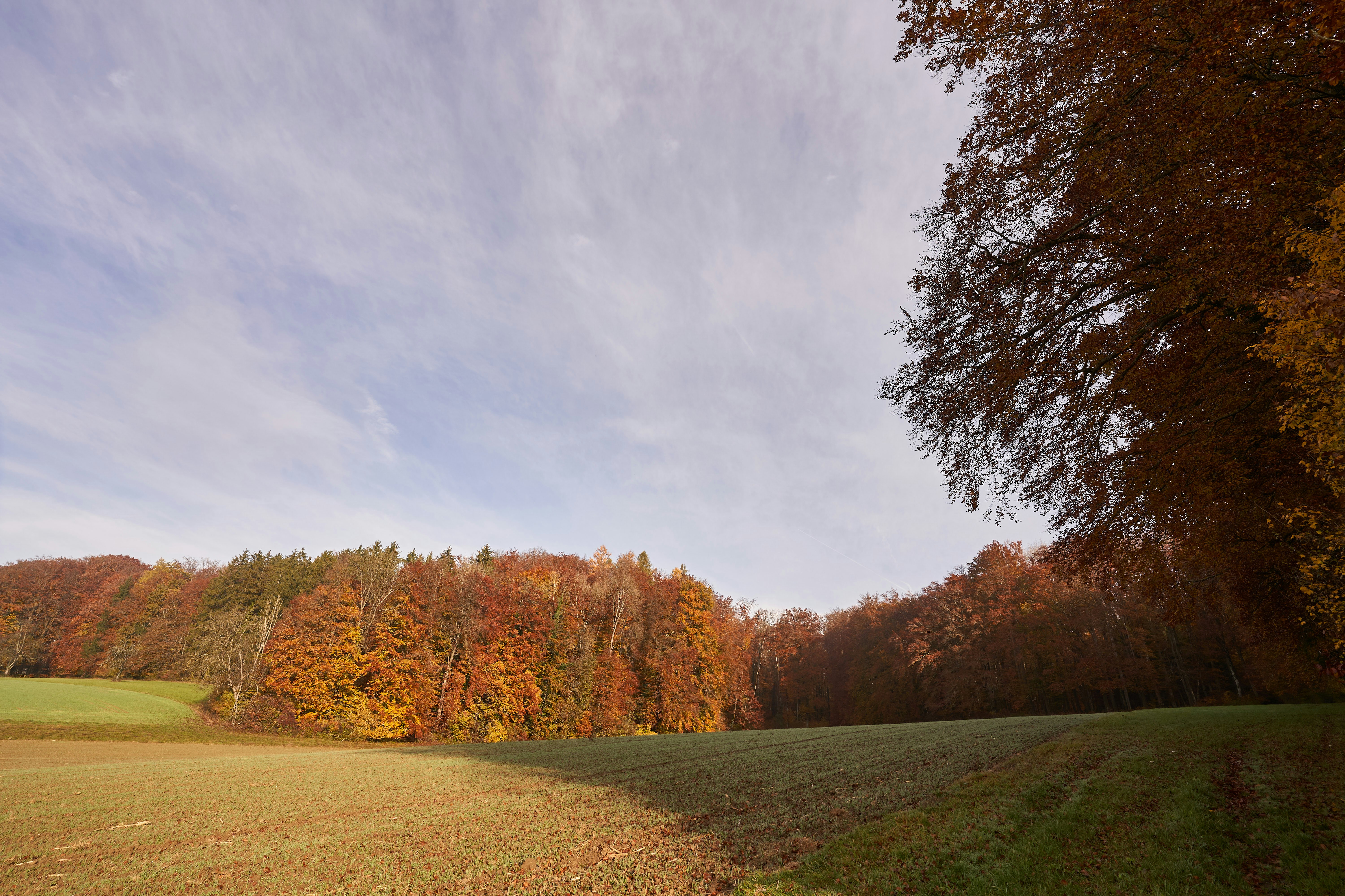 Photo by wolfgang_hasselmann