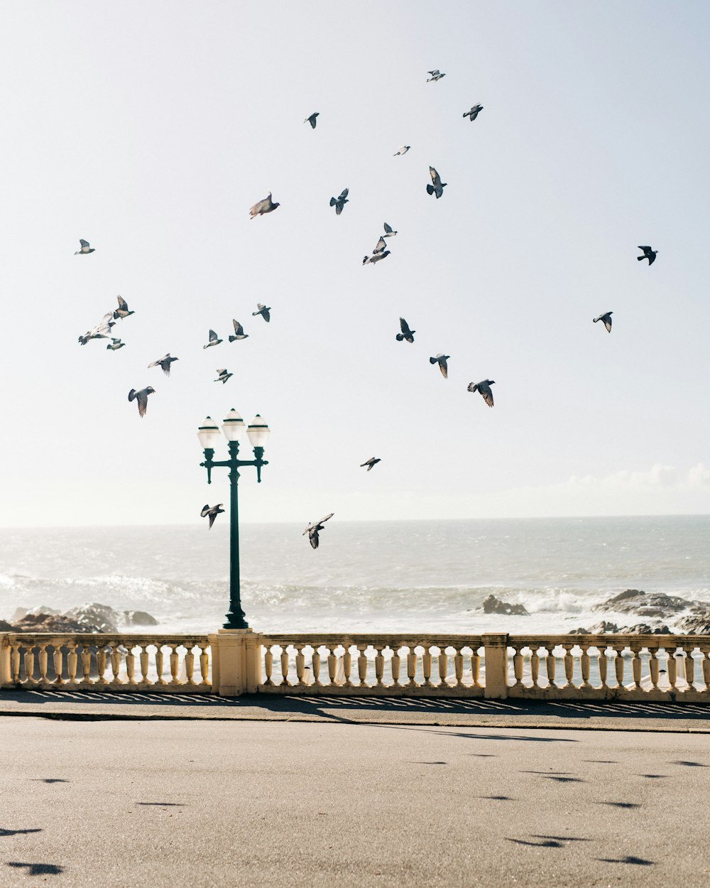 a flock of birds flying over a beach