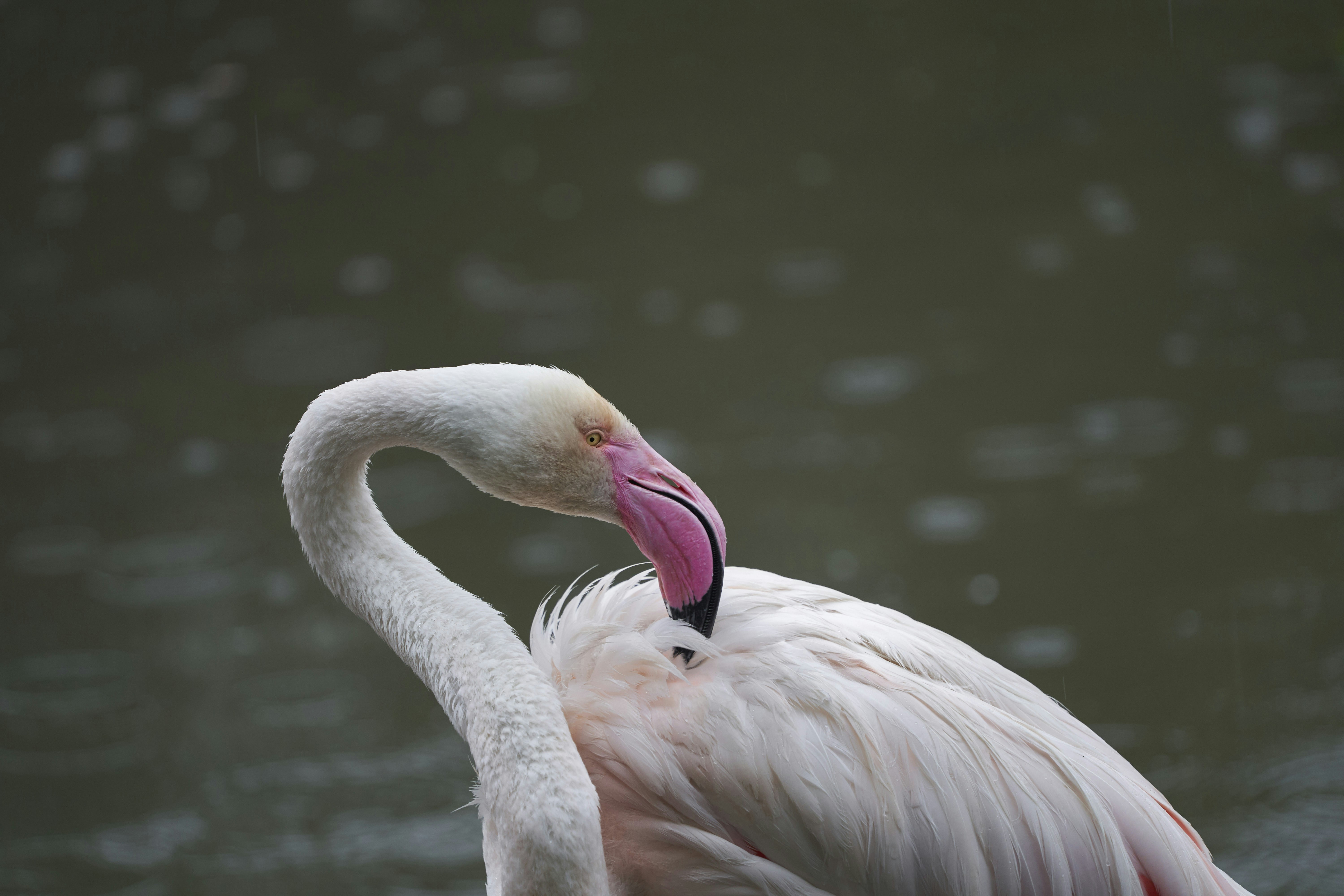 Photo by wolfgang_hasselmann