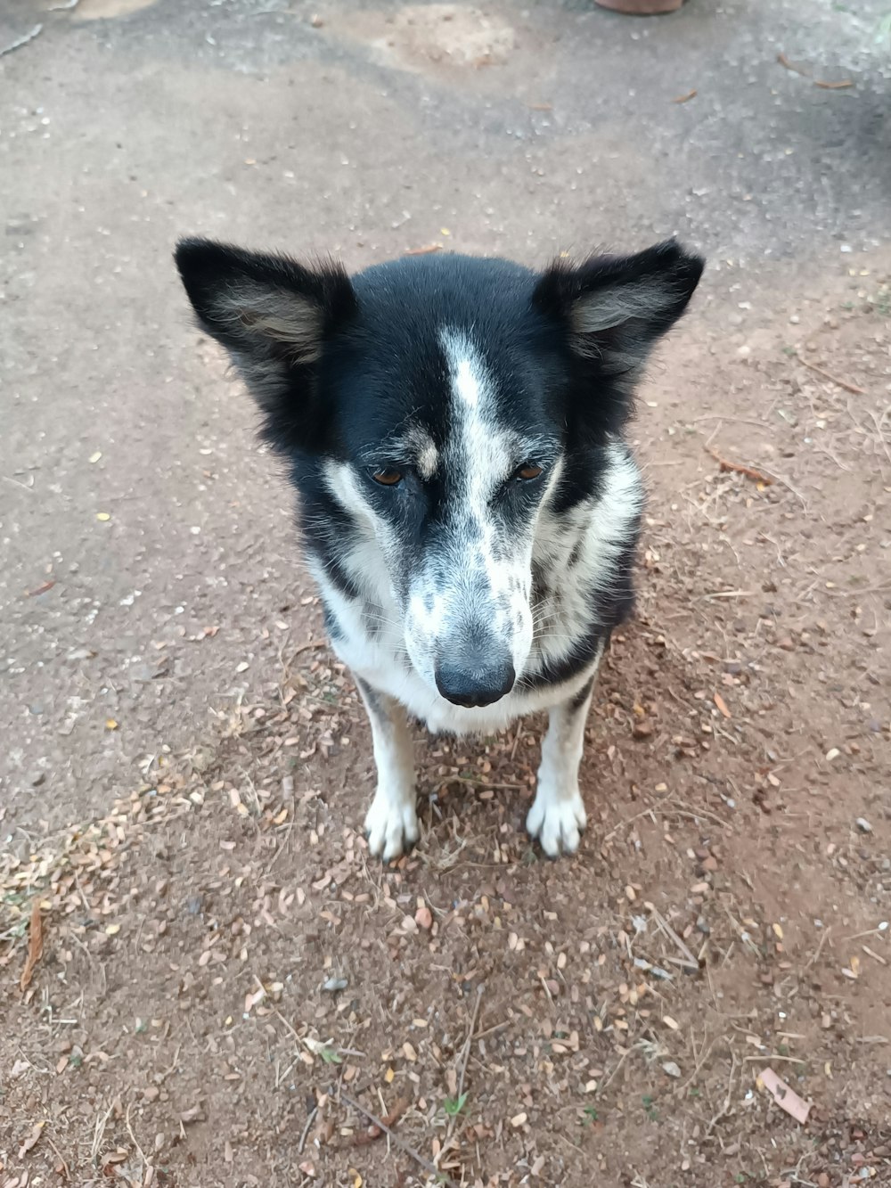 a black and white dog