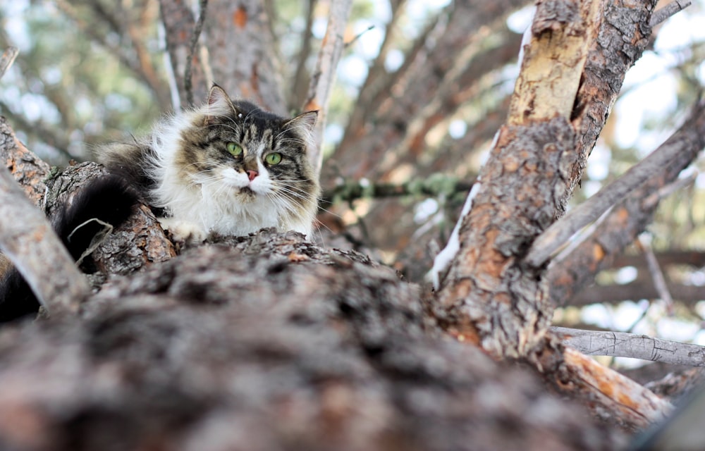 a cat in a tree