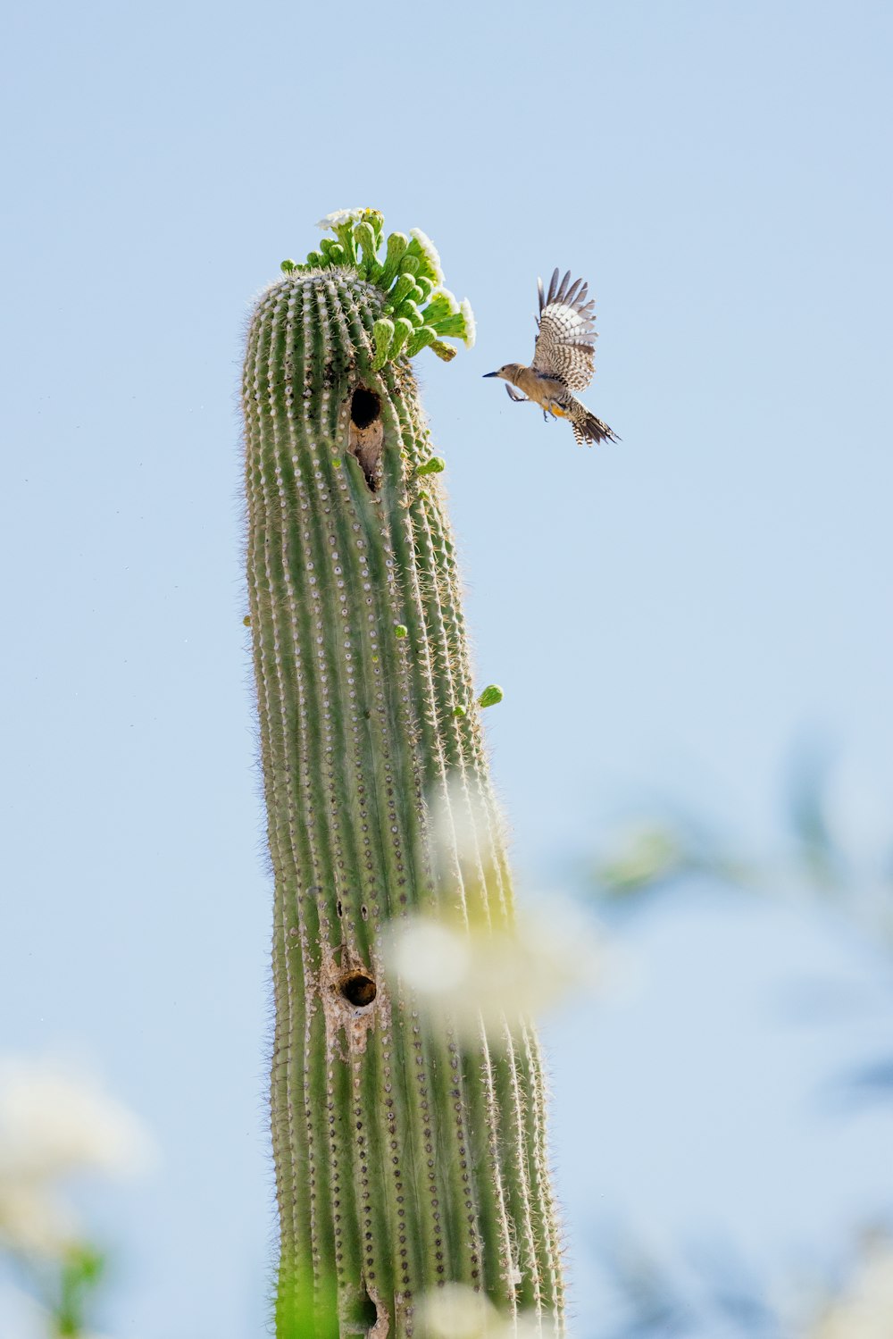 a couple of insects on a cactus