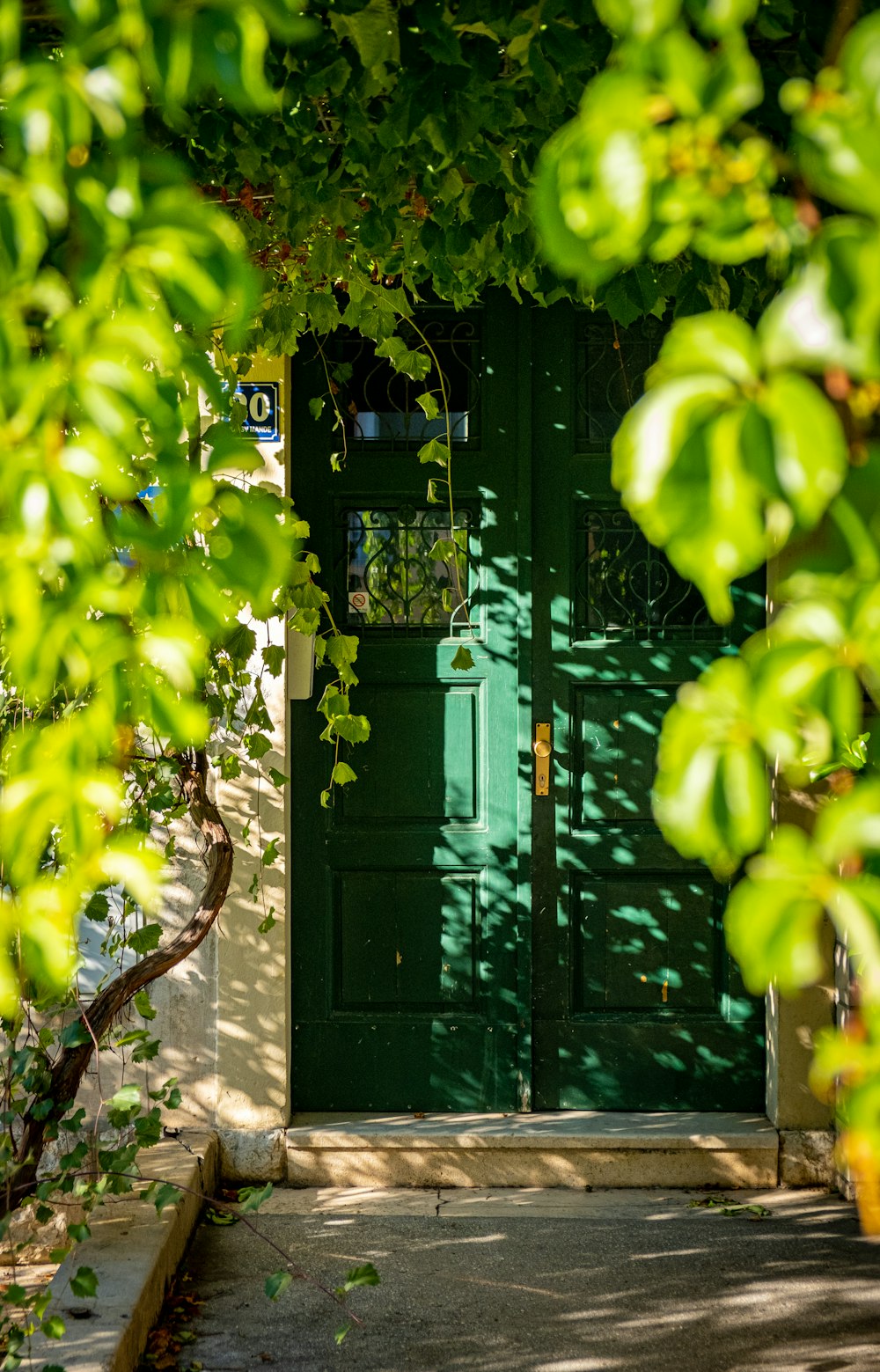 a green door with a plant growing on it