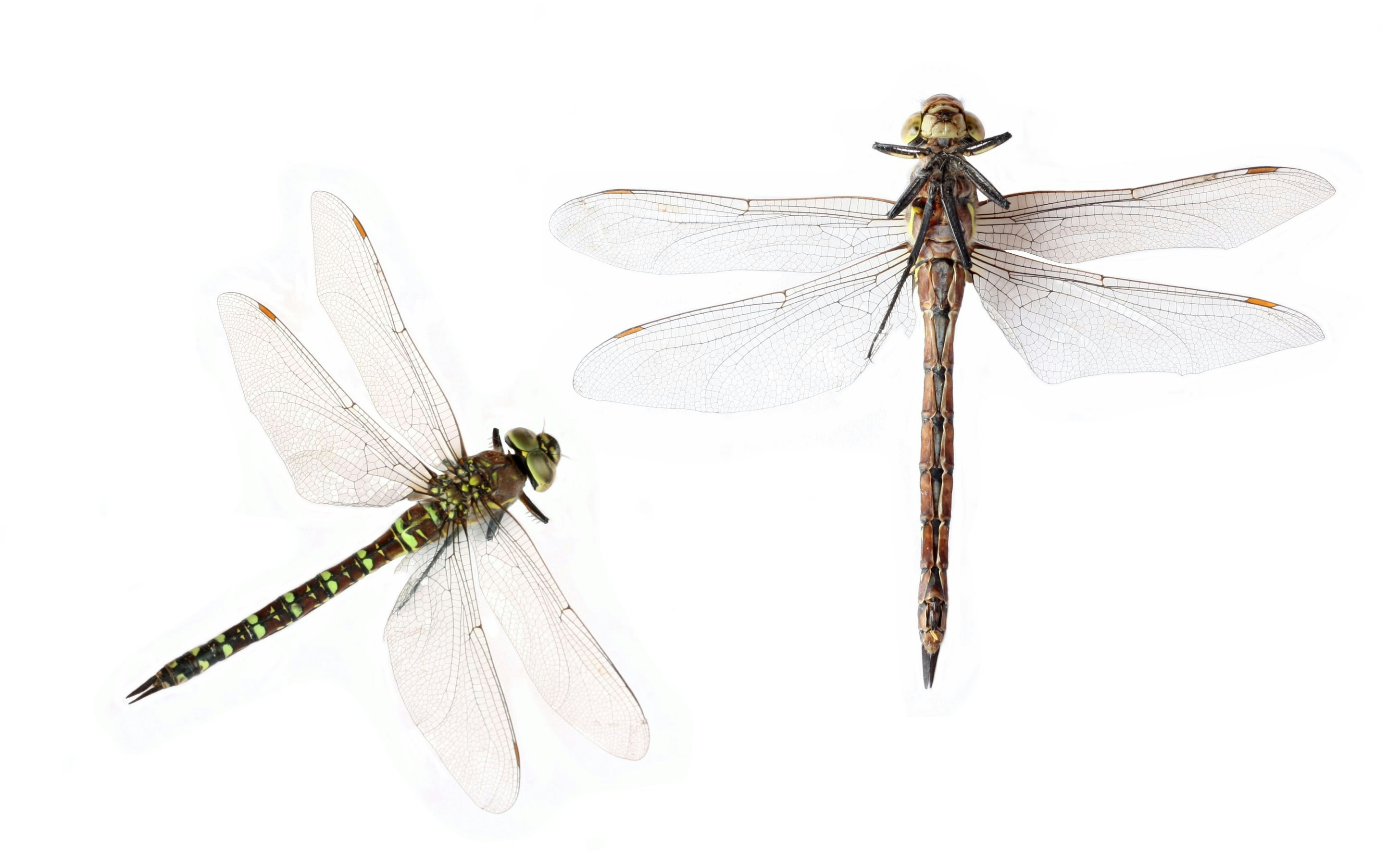 uma libélula com asas