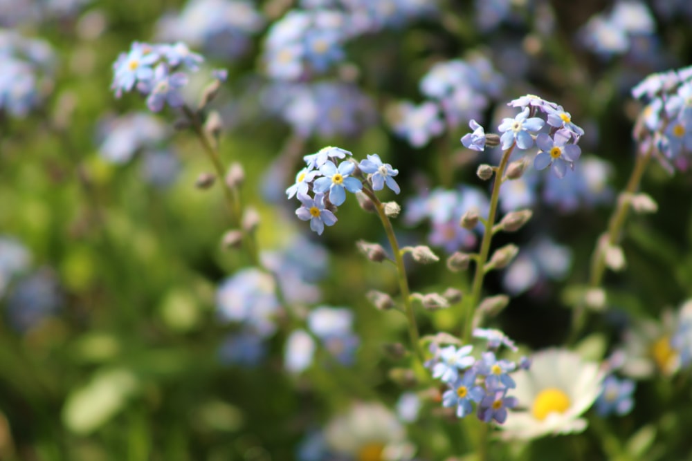 close up of flowers