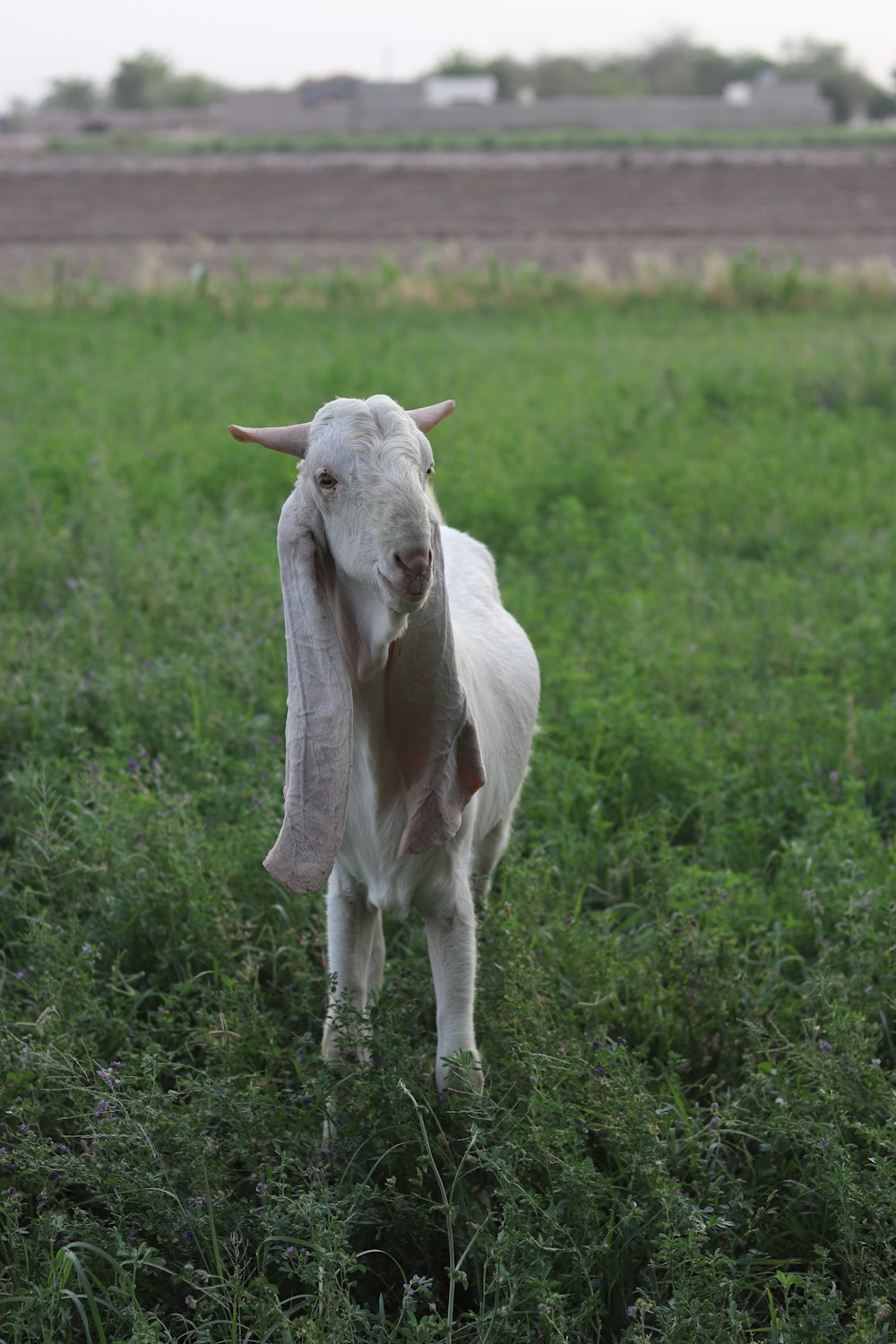 a white goat standing in a field