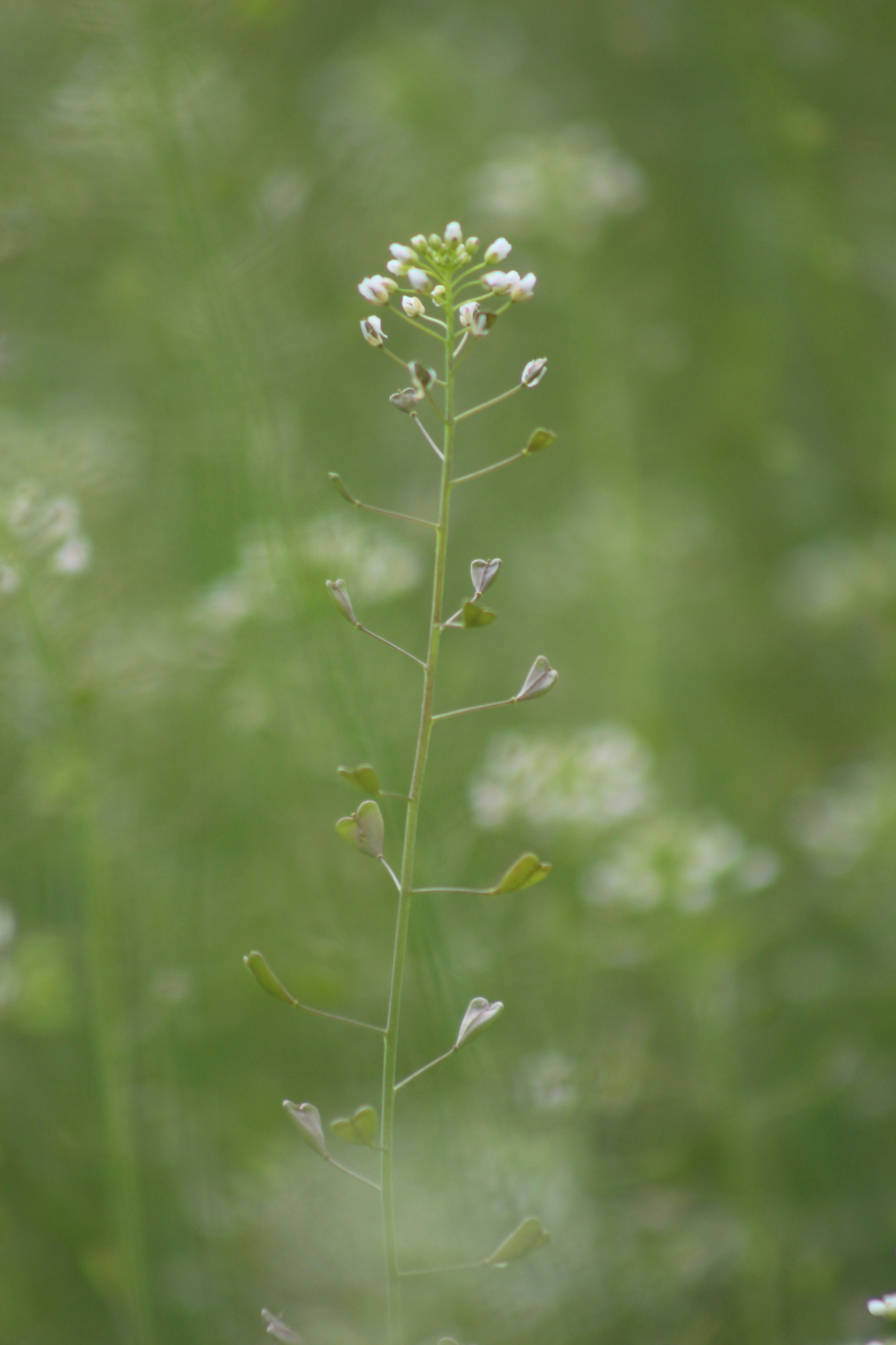 Photo by marjorylucabaxter