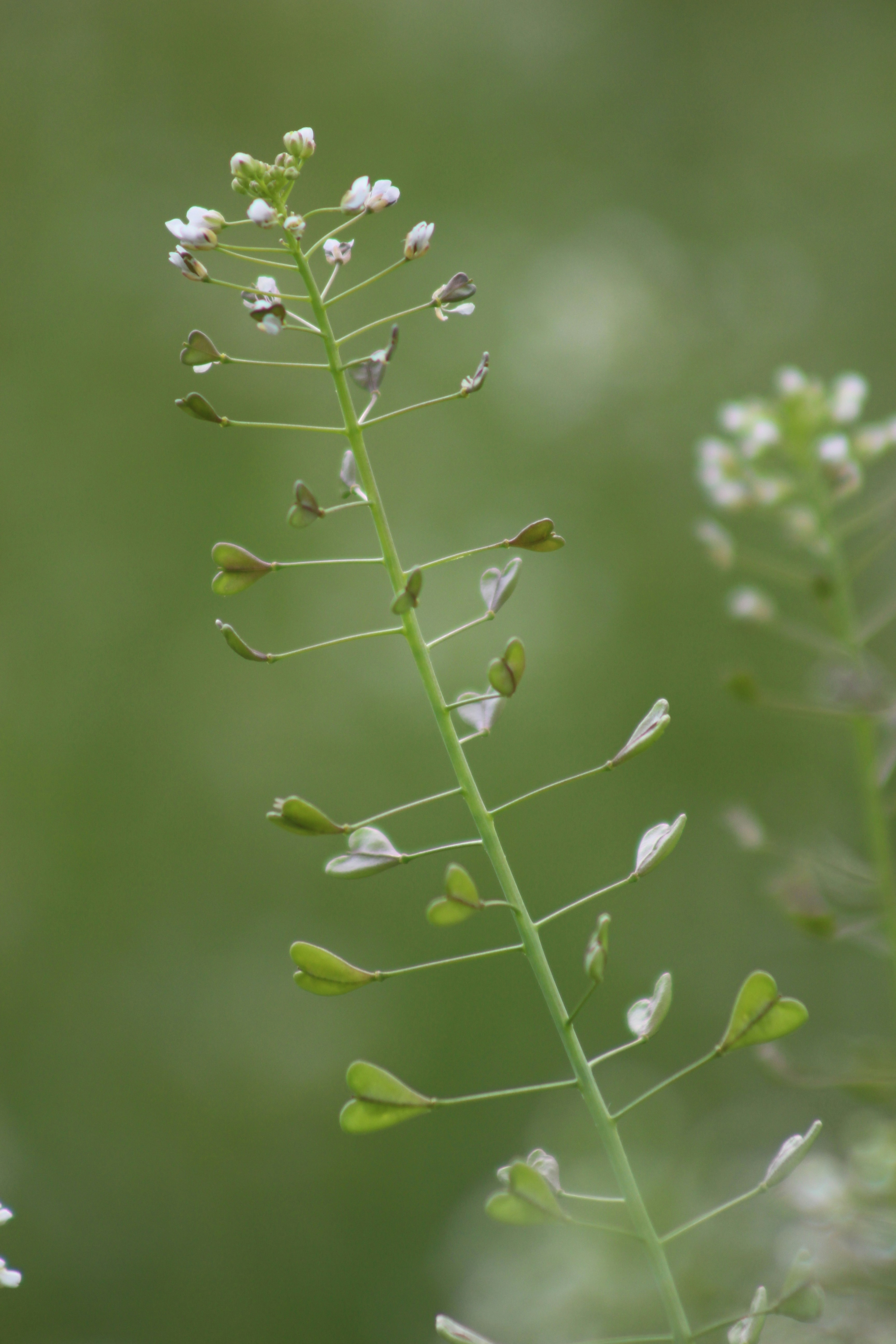 Photo by marjorylucabaxter