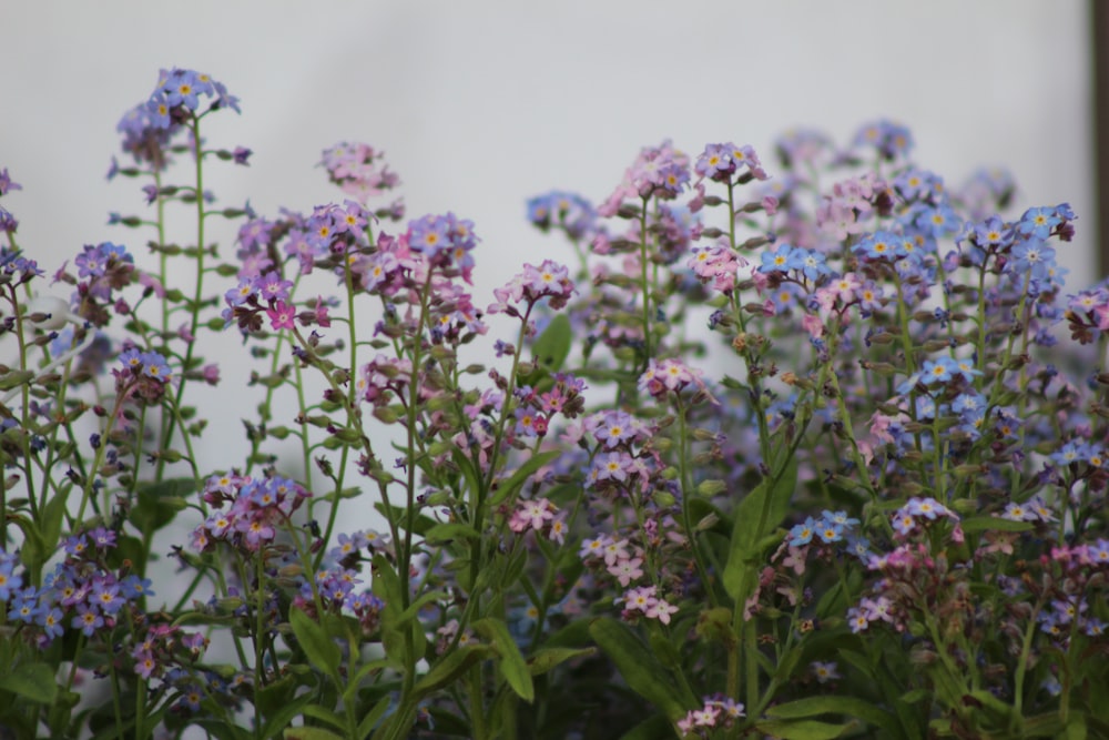 a close up of some flowers