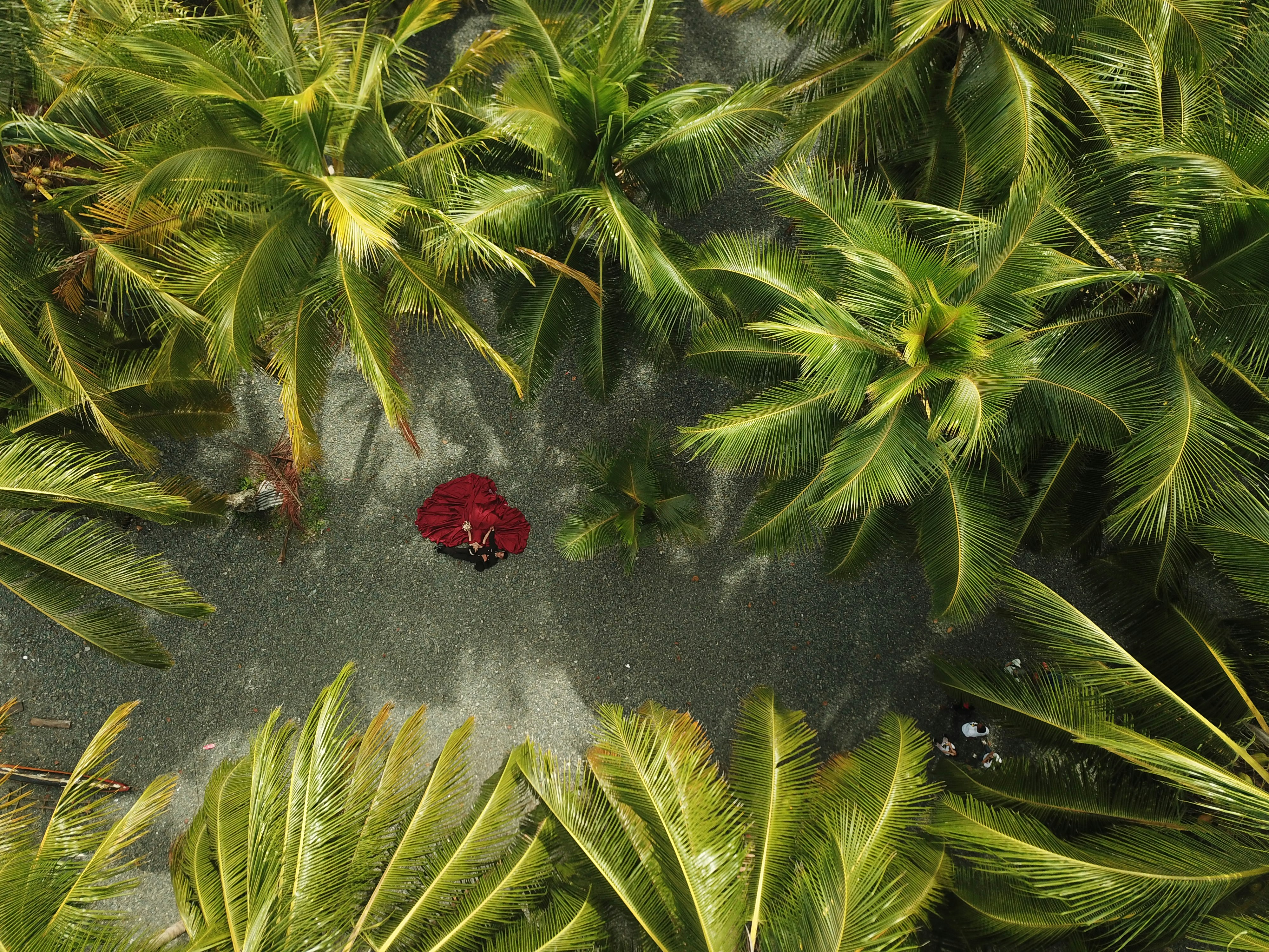 a red flower in a pond surrounded by palm trees