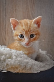 A playful kitten nestled in a cozy knitted blanket, eyes wide with curiosity.