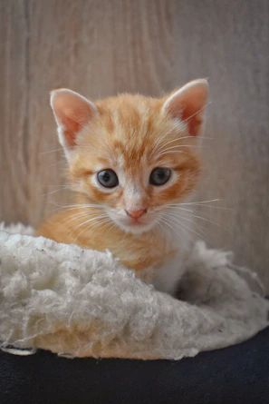 A tiny orphaned kitten wrapped snugly in a soft blanket, eyes just opening.