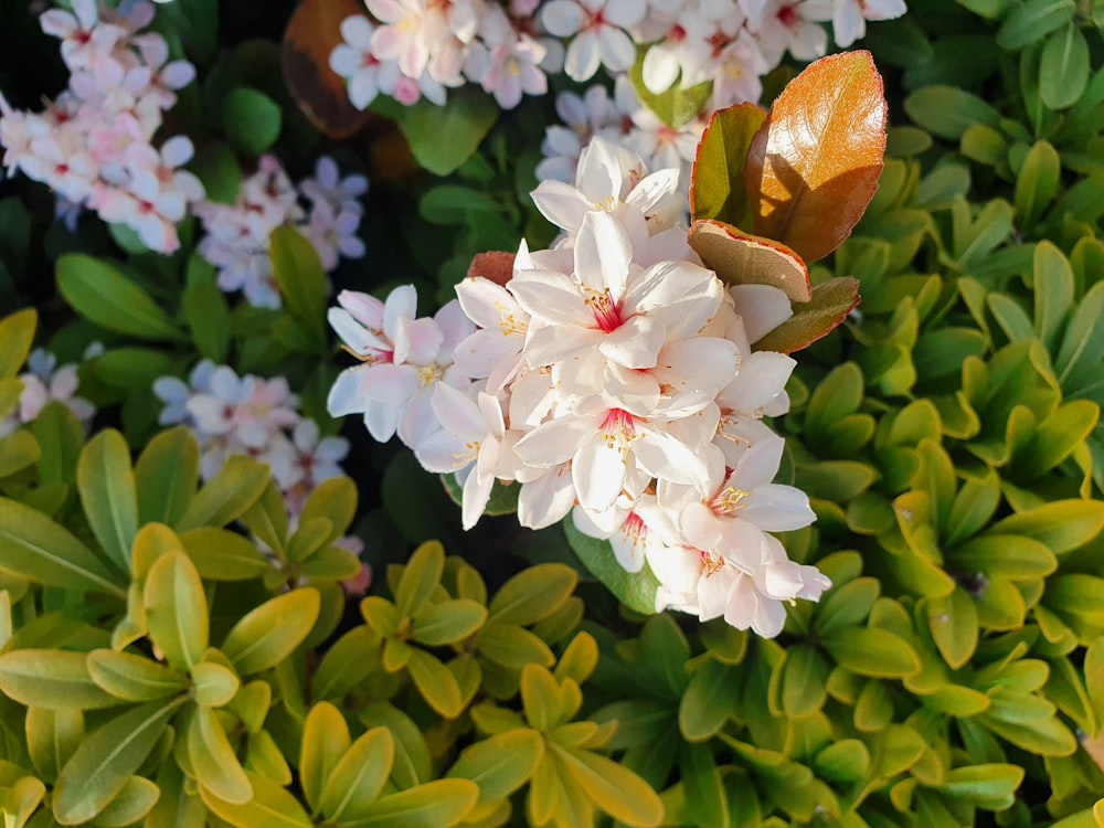 a close up of a flower