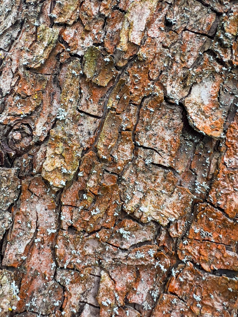 a close up of a tree bark