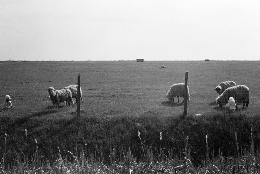 sheep grazing in a field