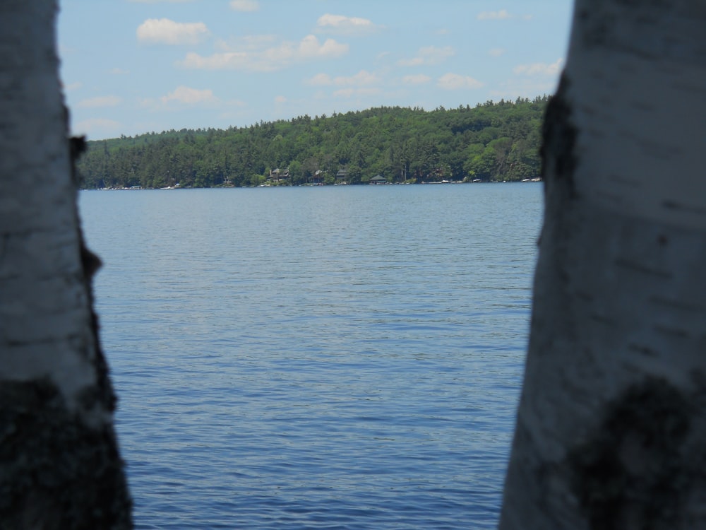 a body of water with trees in the background