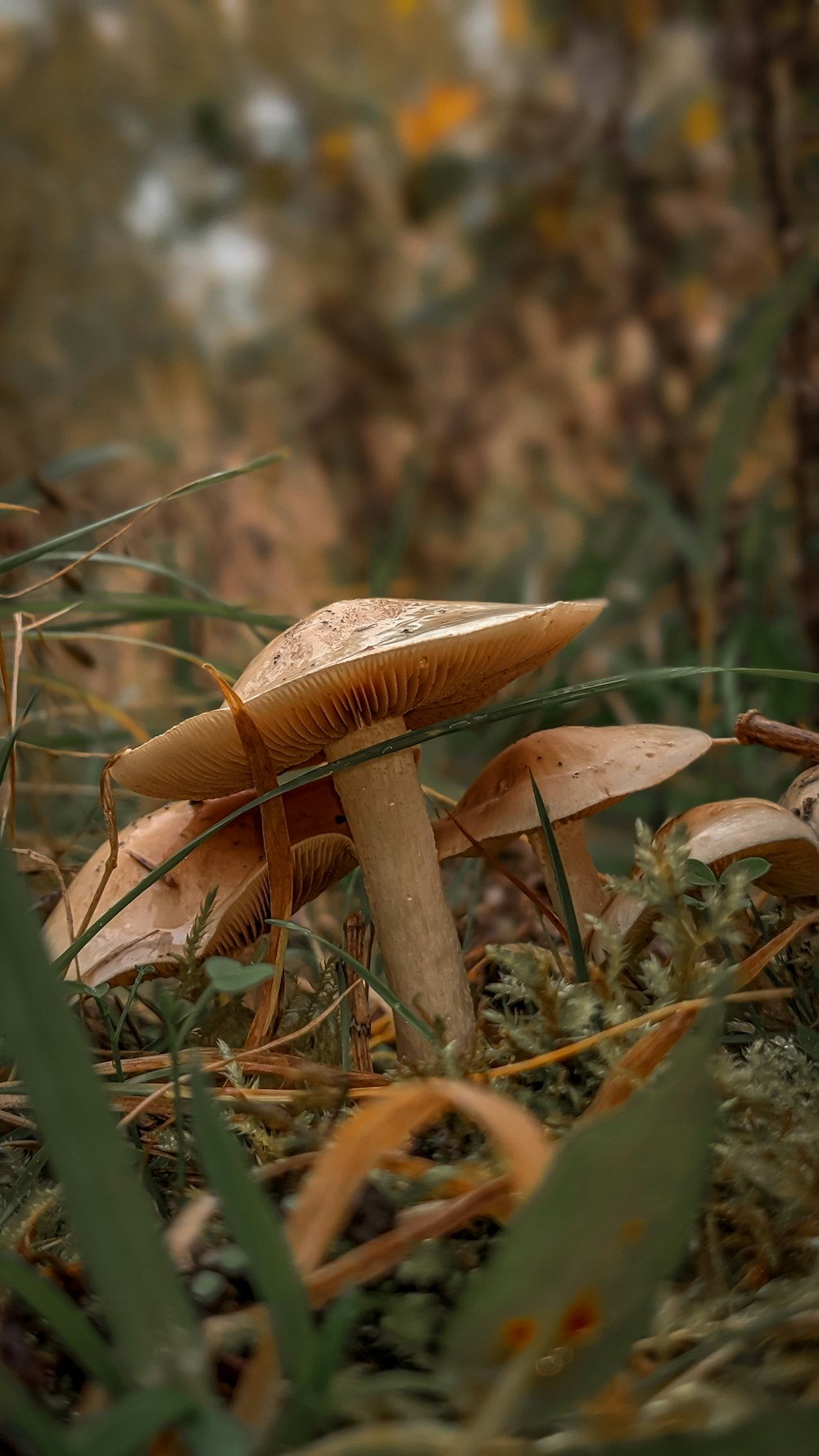 a close up of a mushroom